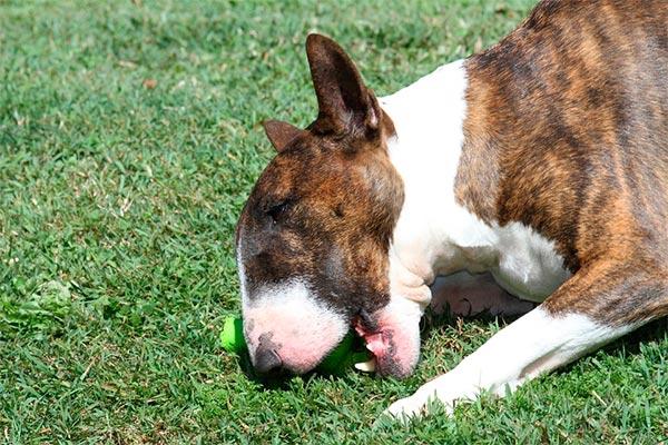 Alergia primaveral y conjuntivitis en perros y gatos