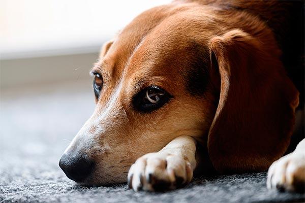 El Congreso aprueba la iniciativa de Ciudadanos para aumentar las penas por abandono y maltrato animal