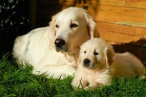 Lo que hay que tener en cuenta para la esterilización de los animales de compañía