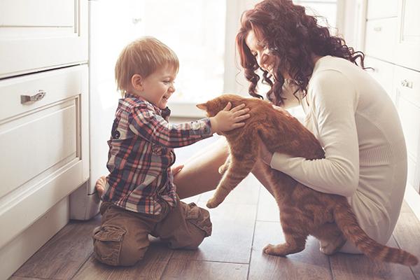 consejos para introducir un gato nuevo en casa consejos para introducir un gato nuevo en casa