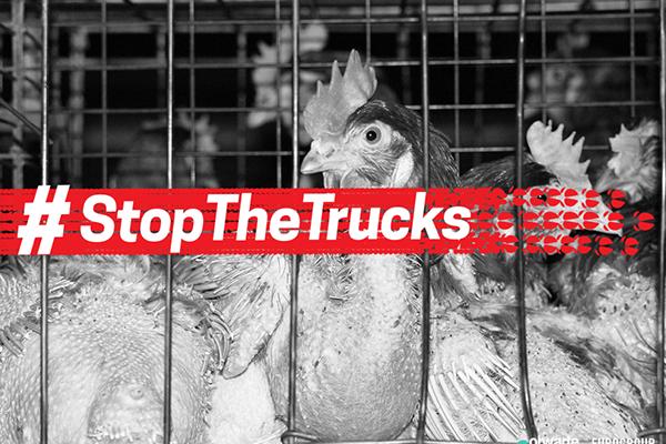 stopthetrucks pide acabar con los transportes de larga distancia de animales stopthetrucks pide acabar con los transportes de larga distancia de animales