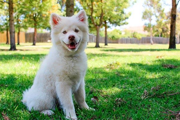 los consejos de la rsce para el cuidado de los perros en la poca estival los consejos de la rsce para el cuidado de los perros en la poca estival