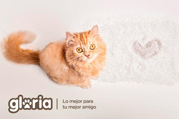 descubre las claves para cuidar a tu gato durante la estacin estival descubre las claves para cuidar a tu gato durante la estacin estival