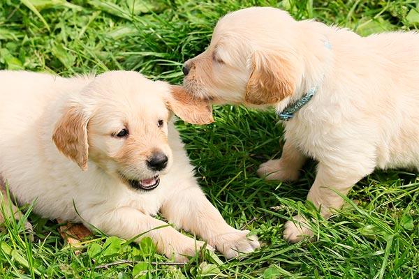 matar multar con hasta 750 euros a los dueos de mascotas que no limpien sus orines con agua matar multar con hasta 750 euros a los dueos de mascotas que no limpien sus orines con agua