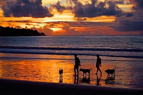 cmo viajar en verano con tu perro cmo viajar en verano con tu perro