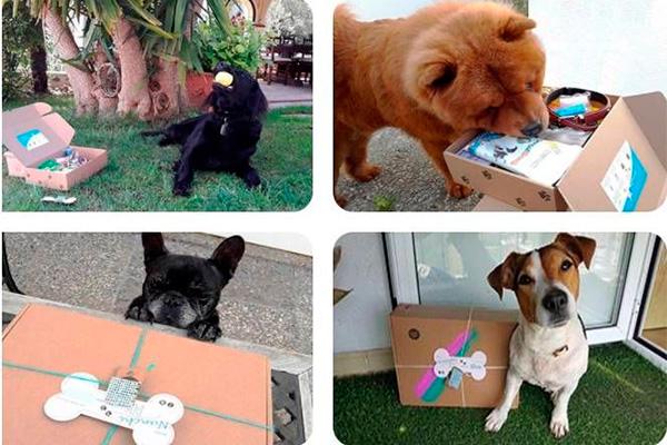 llega central de mascotas el primer buscador especializado en residencias para mascotas en espaa llega central de mascotas el primer buscador especializado en residencias para mascotas en espaa