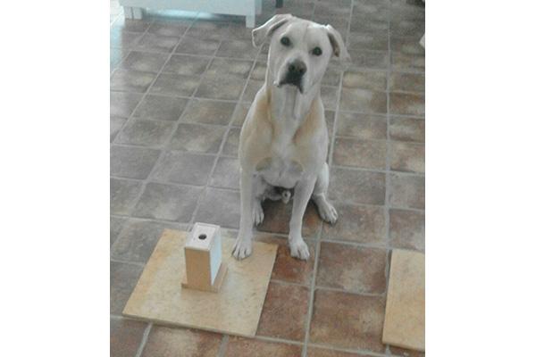 un perro entrenado puede diagnosticar cncer de pulmn un perro entrenado puede diagnosticar cncer de pulmn