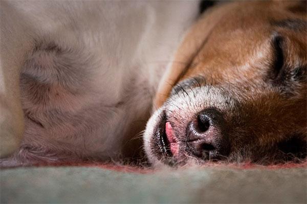 la sensibilidad de los perros al cambio horario la sensibilidad de los perros al cambio horario