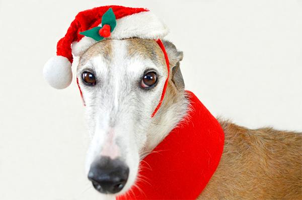 Los alimentos de Navidad, un peligro para los perros