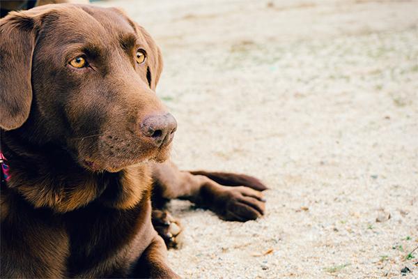 Una amplia mayoría de españoles cree que los animales deberían estar más protegidos