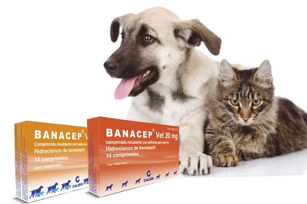 banacep alarga la calidad de vida de perros y gatos banacep alarga la calidad de vida de perros y gatos
