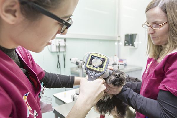 Un centro veterinario de referencia en Leganés