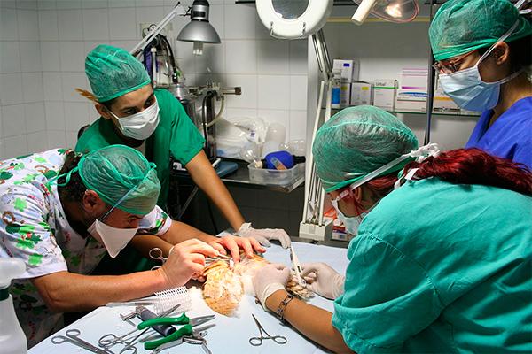 Cómo afectará el Brexit a la profesión veterinaria