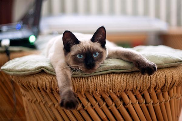descubren un grupo de productos quiacutemicos potencialmente toacutexicos en la sangre de gatos domeacutesticos