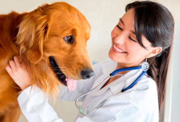 Diez signos de que su perro sufre de insuficiencia renal