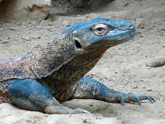 Los dragones de Komodo amplían nuestro conocimiento sobre la salud microbiana de las mascotas