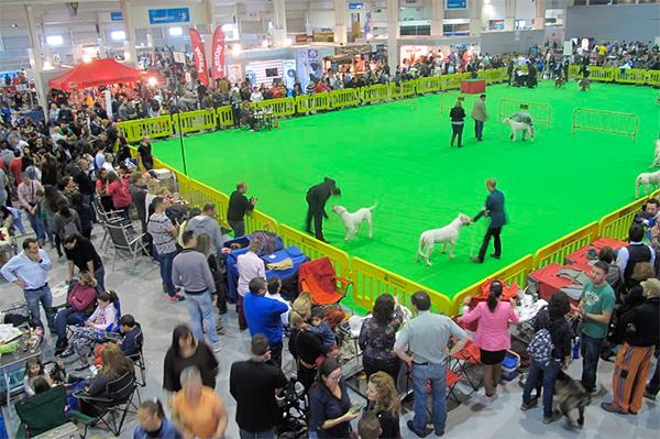 La Exposición Canina vuelve a IFEPA con un atractivo programa de concursos y exhibiciones
