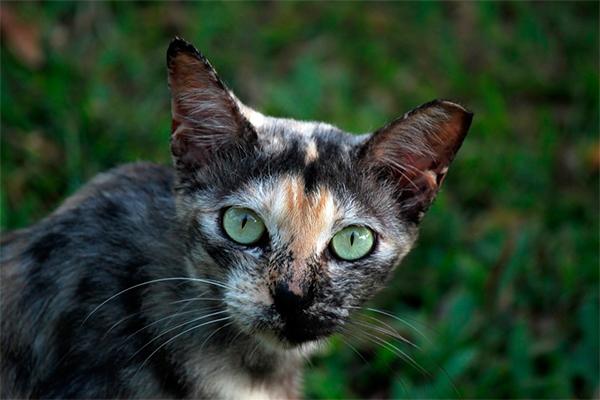 Una nueva batalla científica: islas y especies protegidas vs gatos
