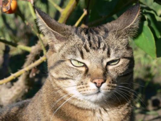 Un par&aacute;sito que portan los gatos influye en los ataques de ira en los humanos