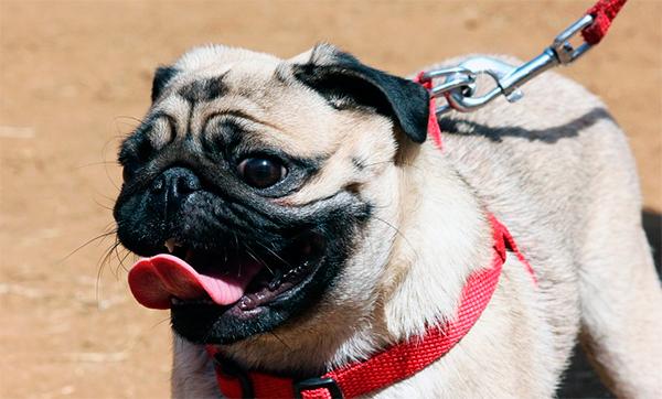 Las personas con sistemas inmunes débiles deben evitar el contacto con la saliva de los perros