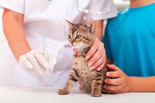 Proteger a nuestro gatito de los virus mediante vacunación