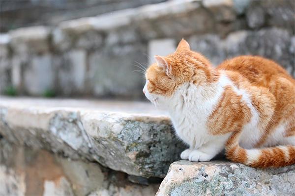 La ONU reconoce importancia de la protección de los animales en desastres