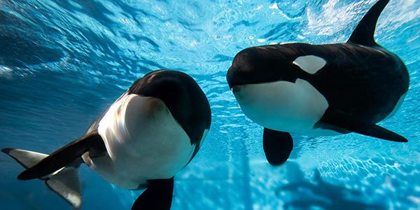 SeaWorld dejará de tener orcas en sus parques temáticos