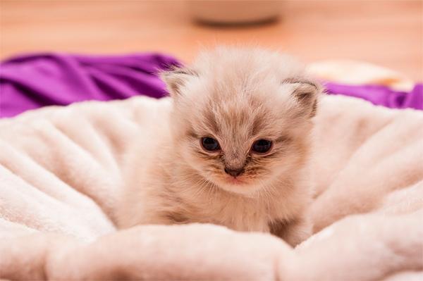 Tener un gato aporta grandes beneficiosos para la salud de los humanos