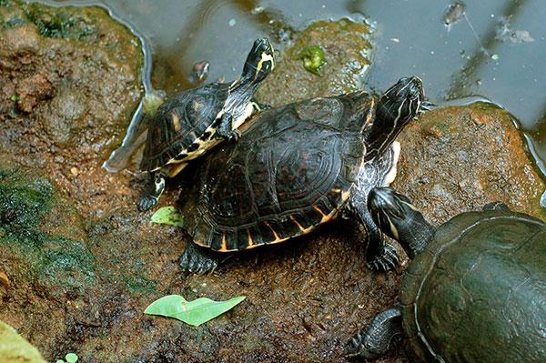 Tortuga de Florida (Trachemys scripta)