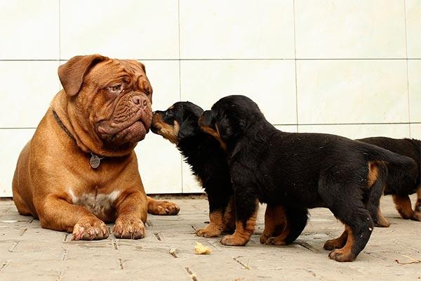 no se debe catalogar a los perros potencialmente peligrosos por razas sino por individuos no se debe catalogar a los perros potencialmente peligrosos por razas sino por individuos