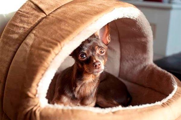 pets butler lujo slow ahora para mascotas pets butler lujo slow ahora para mascotas