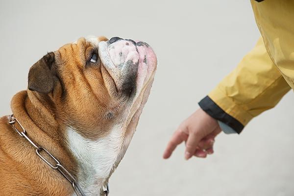 cmo elegir un buen educador canino cmo elegir un buen educador canino