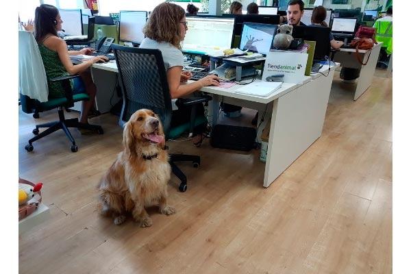 el da mundial de llevar al perro al trabajo se implanta poco a poco en espaa el da mundial de llevar al perro al trabajo se implanta poco a poco en espaa