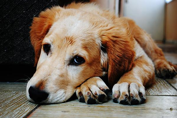 vacuna antirrbica el gobierno aragons analizar las alegaciones del colectivo veterinario vacuna antirrbica el gobierno aragons analizar las alegaciones del colectivo veterinario