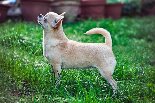 las claves para elegir un buen educador canino las claves para elegir un buen educador canino