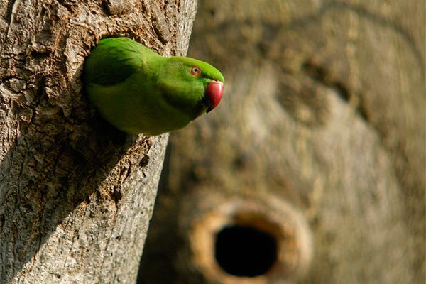 crean un programa que cuantifica el efecto socioeconmico de las especies invasoras crean un programa que cuantifica el efecto socioeconmico de las especies invasoras
