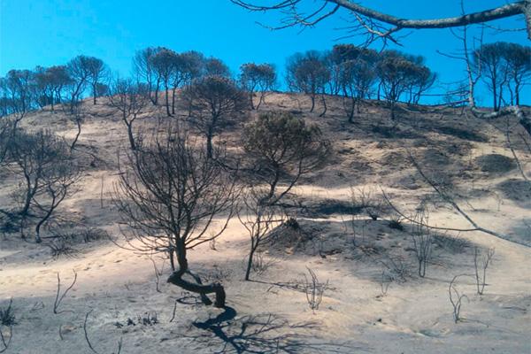 los datos del incendio de doana afectadas ms de 70 especies de aves y unas 40 de flora amenazada los datos del incendio de doana afectadas ms de 70 especies de aves y unas 40 de flora amenazada