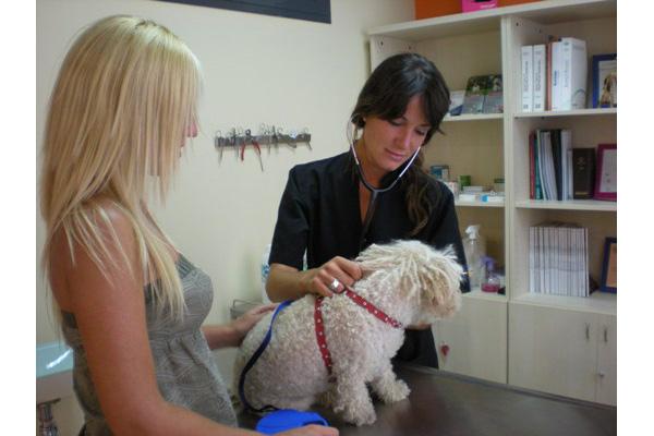 debemos demostrar el valor de la profesin veterinaria mediante la especializacin debemos demostrar el valor de la profesin veterinaria mediante la especializacin