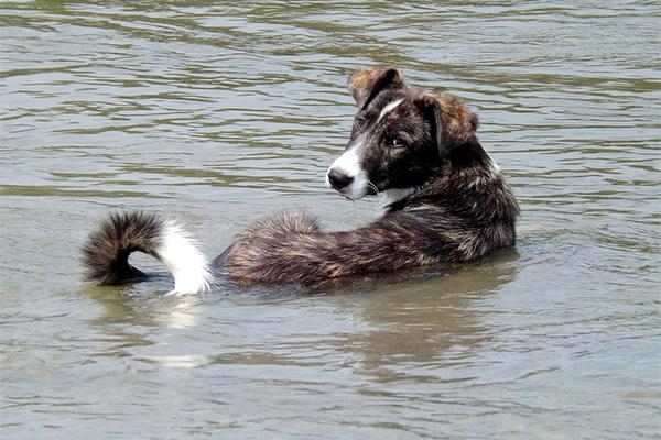 el declogo de consejos para refrescar a tu perro en verano el declogo de consejos para refrescar a tu perro en verano