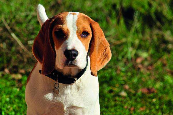 el efecto de la imepitona en los parmetros tiroideos y de metabolismo lipdico en perros beagle sanos el efecto de la imepitona en los parmetros tiroideos y de metabolismo lipdico en perros beagle sanos
