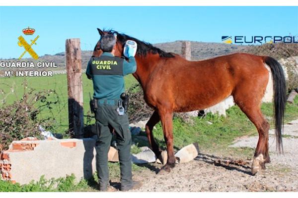 guardia civil y europol desmantelan una red que comerciaba con carne de caballo no apta para el consumo guardia civil y europol desmantelan una red que comerciaba con carne de caballo no apta para el consumo