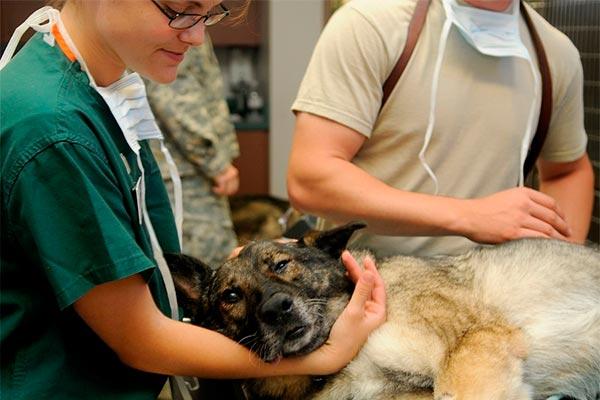 el trabajo del auxiliar tcnico veterinario funciones claves en la gestin de un centro veterinario el trabajo del auxiliar tcnico veterinario funciones claves en la gestin de un centro veterinario