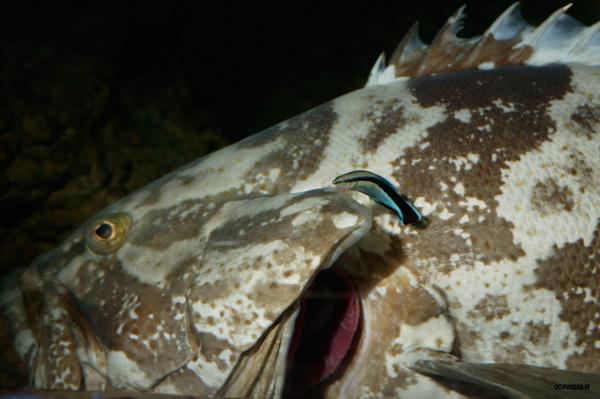 la conducta de los peces limpiadores se altera con el ruido de los barcos la conducta de los peces limpiadores se altera con el ruido de los barcos