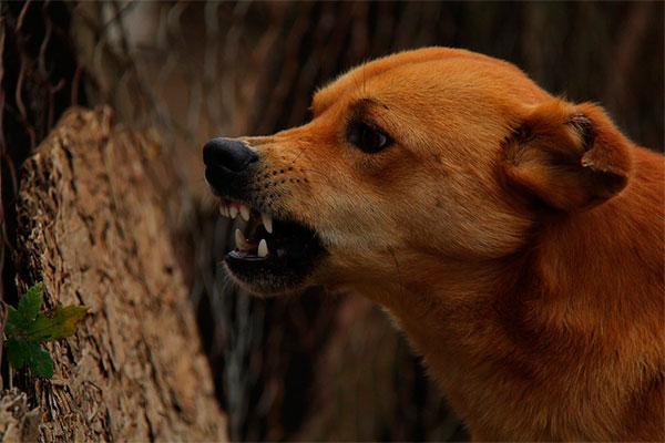 el consejo de colegios veterinarios de catalua llama a prevenir casos de rabia el consejo de colegios veterinarios de catalua llama a prevenir casos de rabia