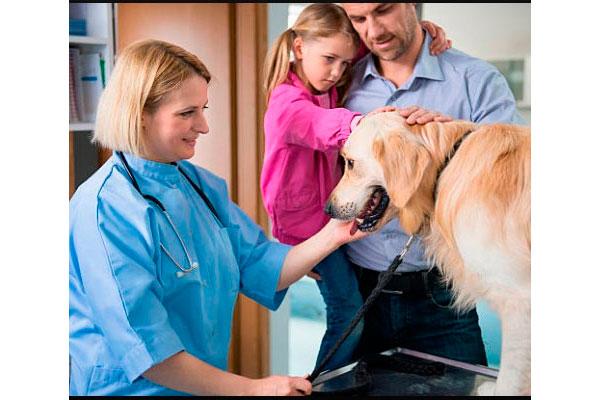 el estudio veterinaria 2030 avanza con el inicio de las encuestas el estudio veterinaria 2030 avanza con el inicio de las encuestas