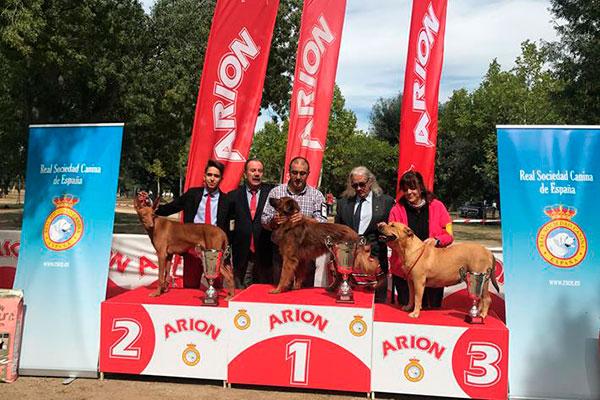 unos 300 perros de 20 razas caninas espaolas participan en la exposicin nacional canina de razas espaolas unos 300 perros de 20 razas caninas espaolas participan en la exposicin nacional canina de razas espaolas