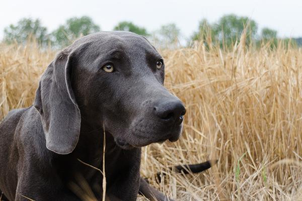 el 40 de los perros maltratados abandonados o robados son perros de caza el 40 de los perros maltratados abandonados o robados son perros de caza