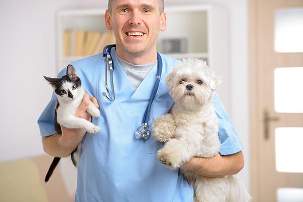el programa asss la atencin de la salud de los profesionales veterinarios colegiados el programa asss la atencin de la salud de los profesionales veterinarios colegiados
