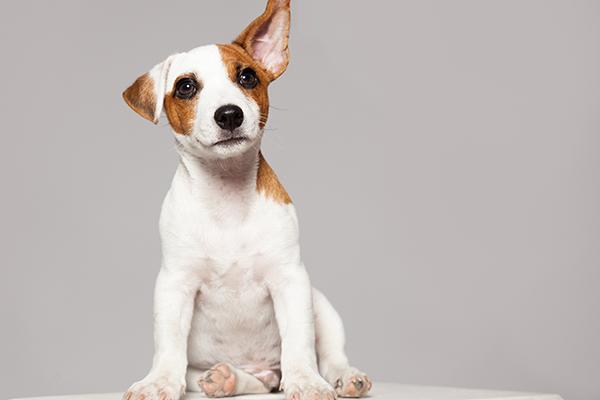 a qu le tienen miedo las mascotas a qu le tienen miedo las mascotas