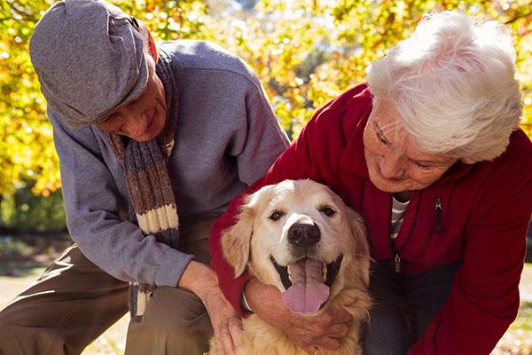 amistades animales ms all de la edad amistades animales ms all de la edad